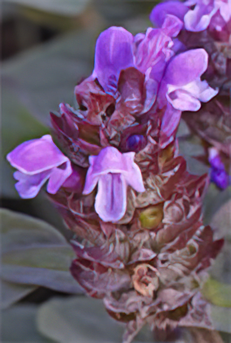 Common Self Heal or Woundwort or Carpenter’s Herb, or Blue Curls etc!