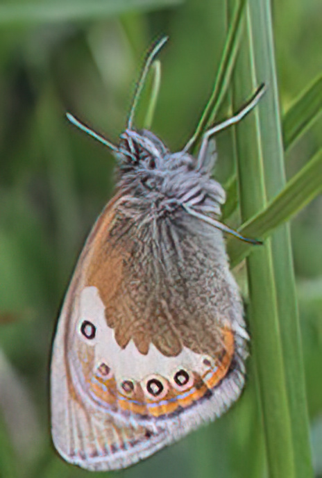 Alpine Heath