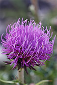 Tuberous Thistle