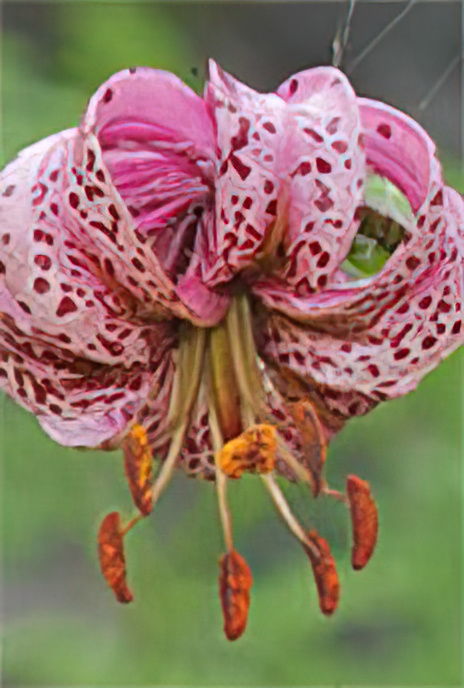 Turk’s Cap Lily