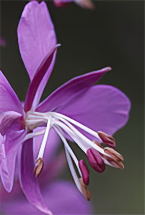 Rosebay Willow Herb or Fireweed