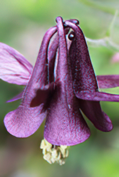 Dark Columbine
