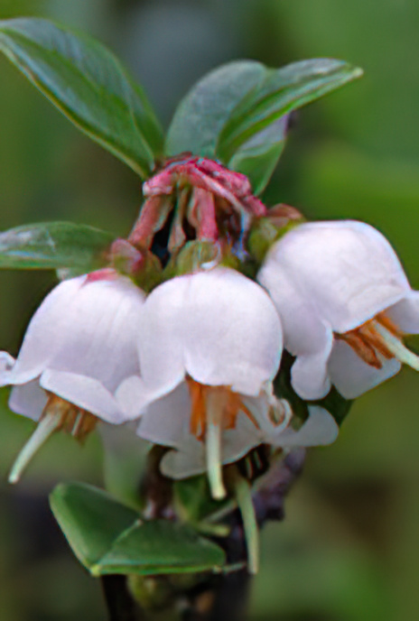 Cowberry