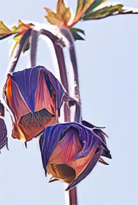 Water Avens