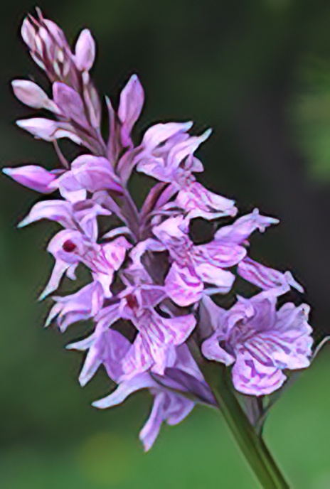 Spotted Orchid