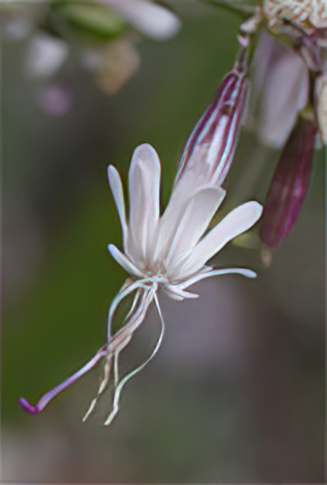 Nottingham Catchfly