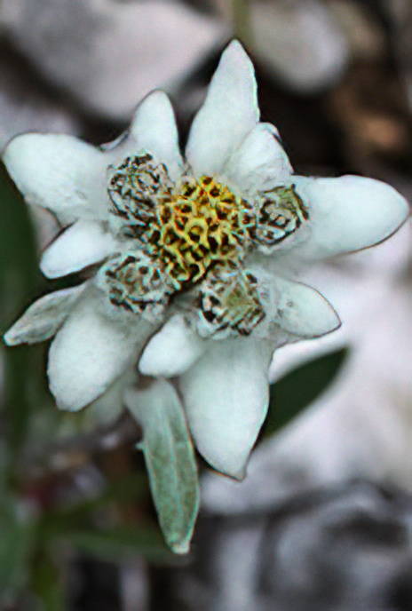 Edelweiss