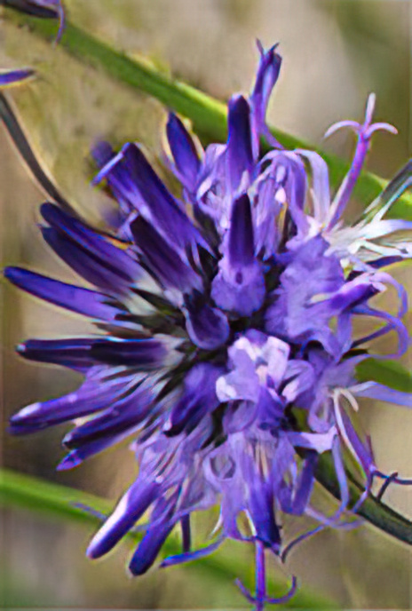 Round-headed Rampion