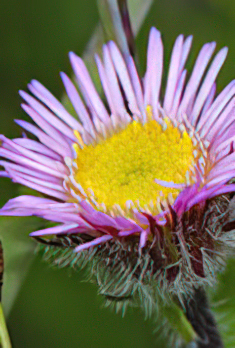 Alpine Fleabane
