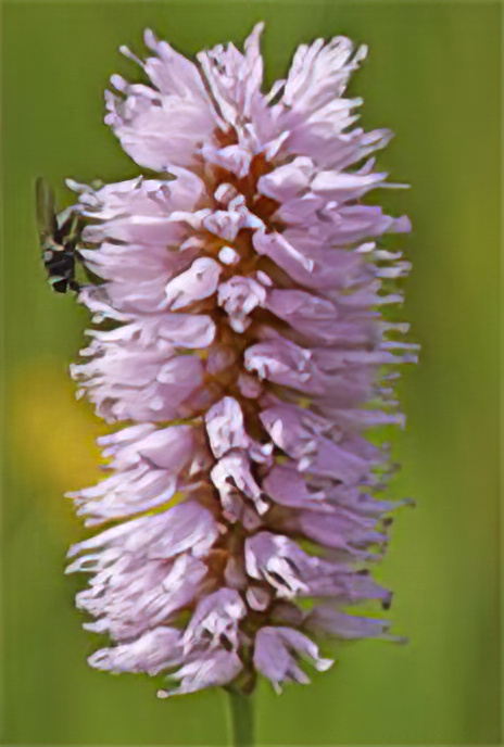 Common Bistort