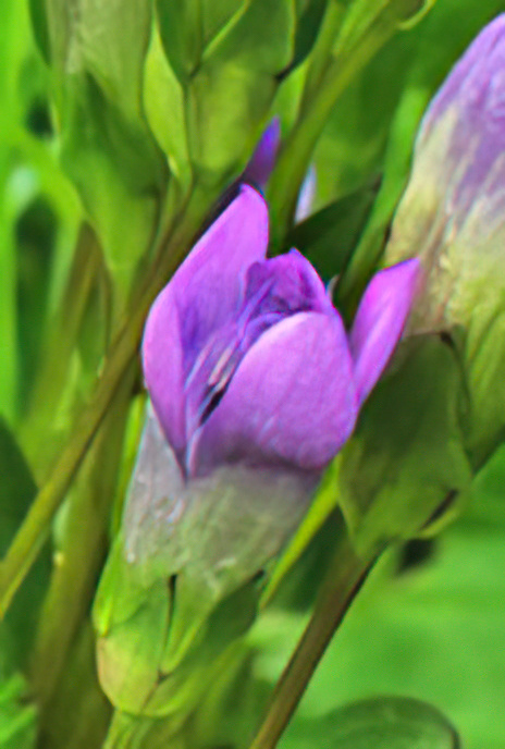 German Gentian