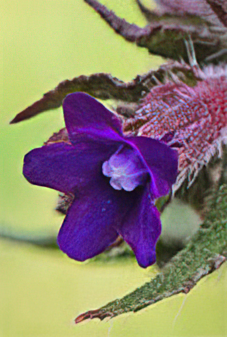 Common Bugloss