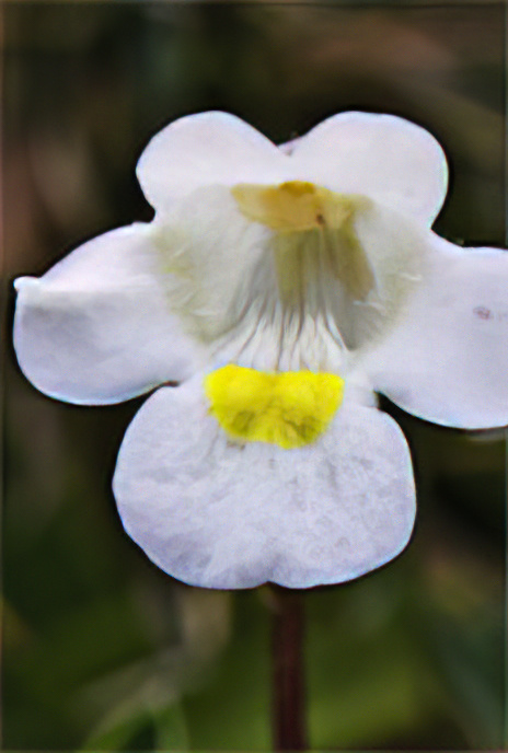 Alpine Butterwort