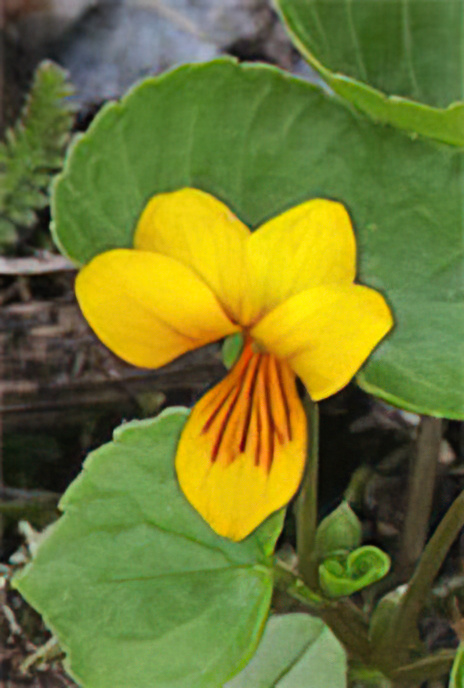 Yellow Wood Violet
