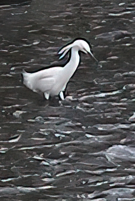 Little Egret