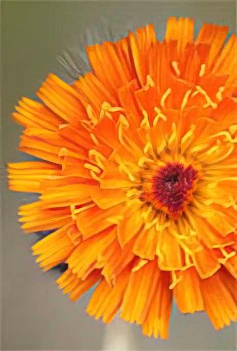 Devil’s Paintbrush
