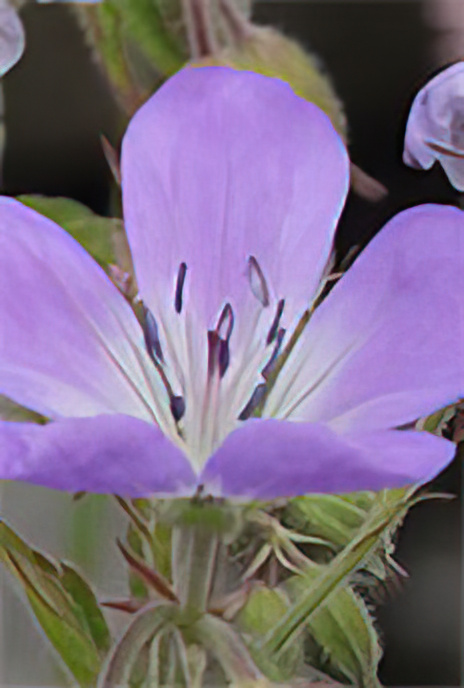 Meadow Cranesbill