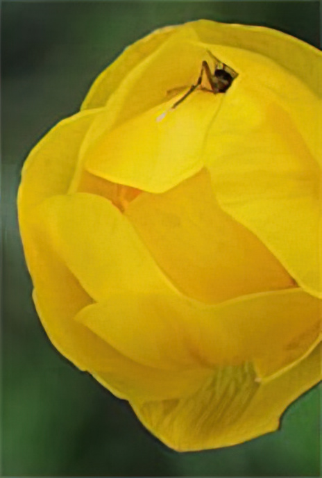 Globe Flower