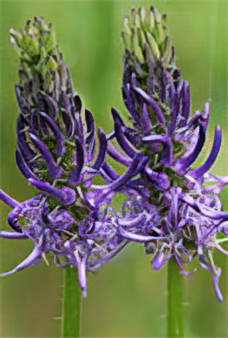 Blue-spiked Rampion