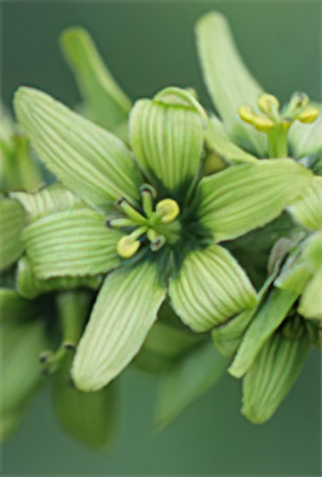 White False Helleborine