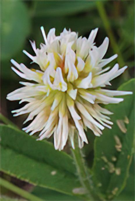 Mountain Clover