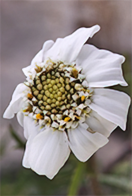 Alpine Sneezewort