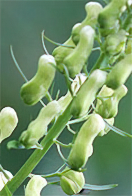 Wolfsbane