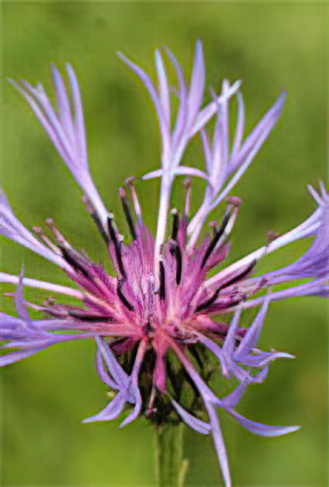 Mountain Cornflower