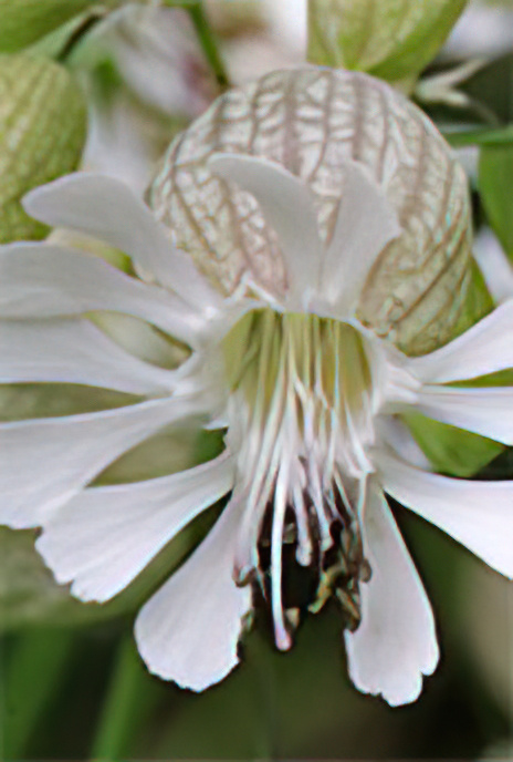 Bladder Campion