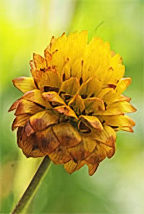 Brown Trefoil