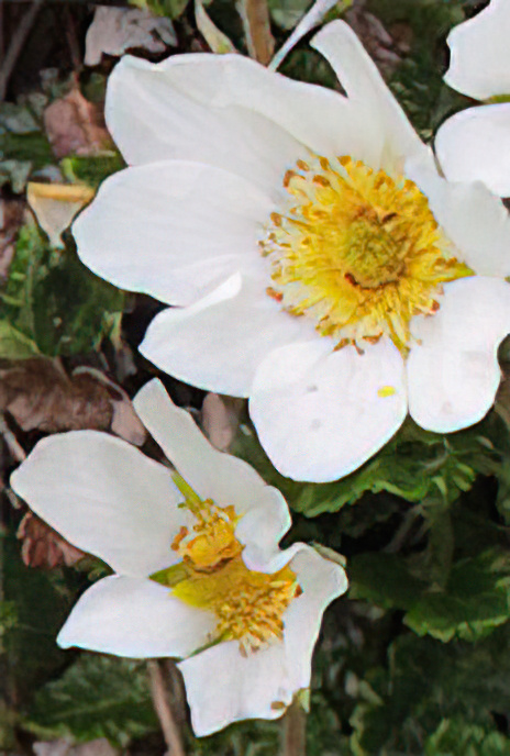 Mountain Avens