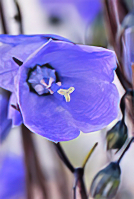 Mountain Harebell