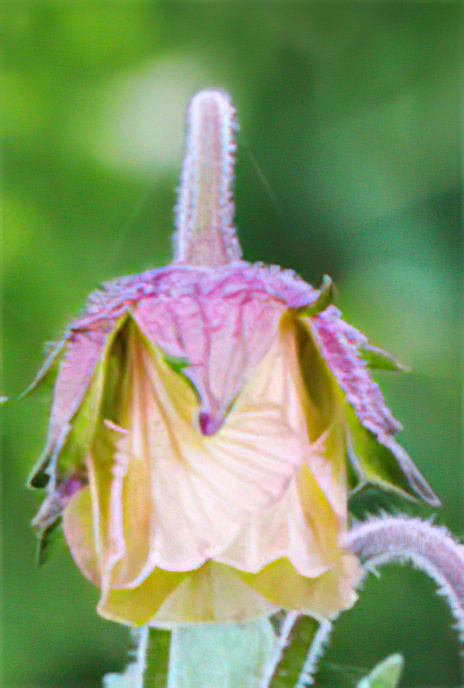 Water Avens