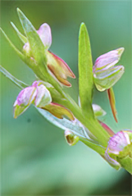 Frog Orchid