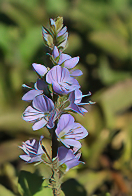 Common or Heath Speedwell