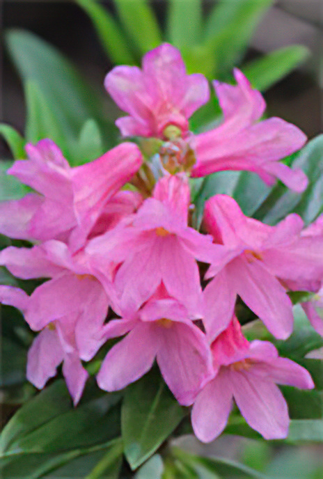 Alpenrose