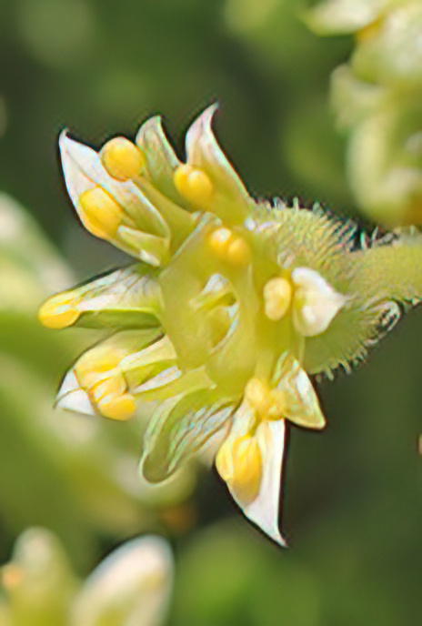 Facchini’s Saxifrage