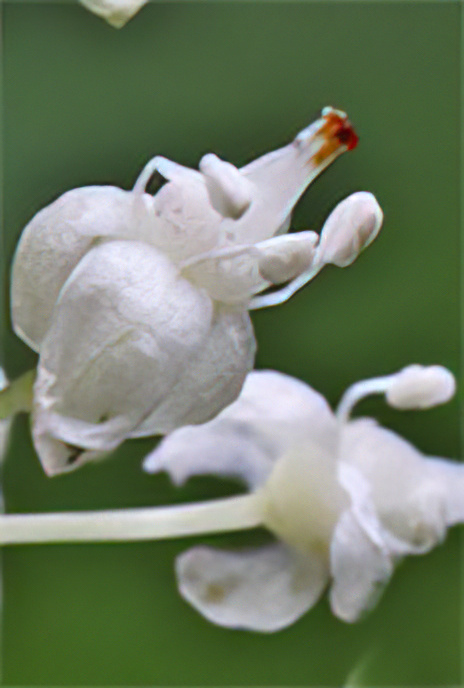 May Lily