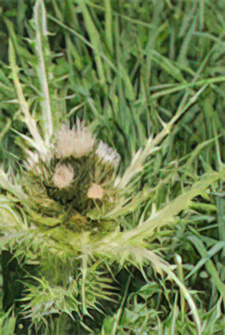Spiniest Thistle