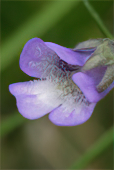 Common Butterwort