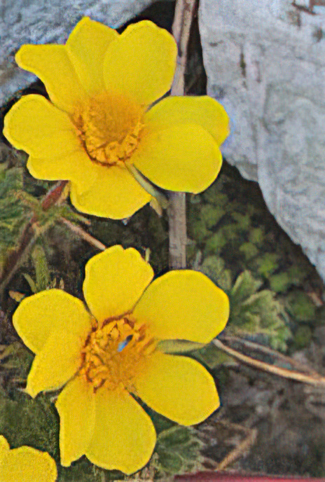Creeping Avens