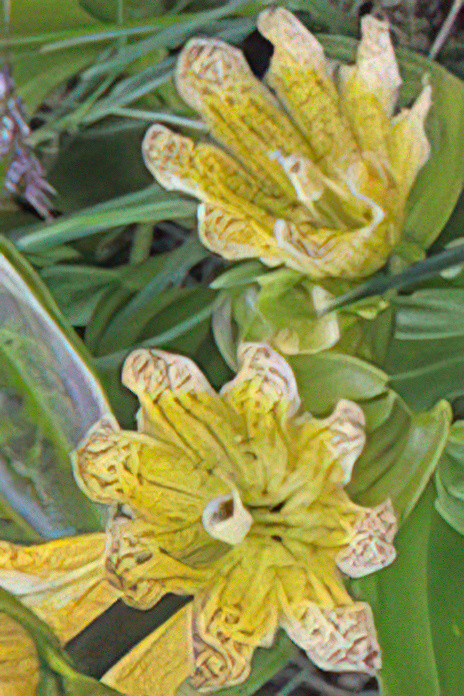 Spotted Gentian