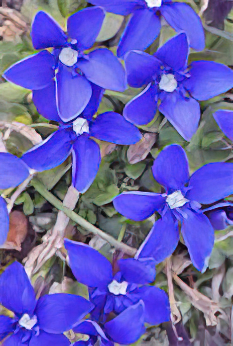 Spring Gentian
