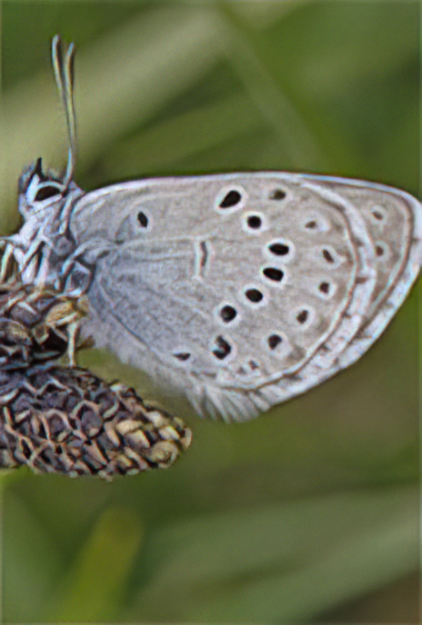 Alcon Blue