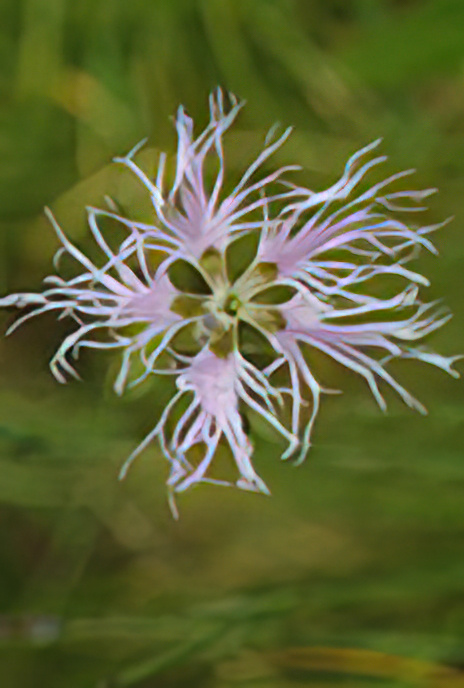 Fringed Pink