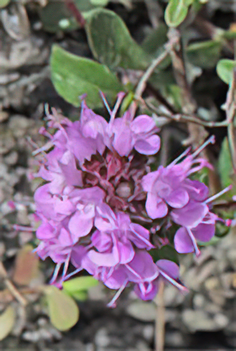 Wild Thyme