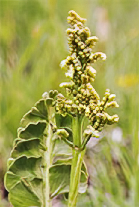Moonwort