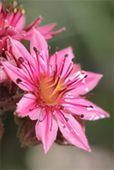 Cobweb Houseleek