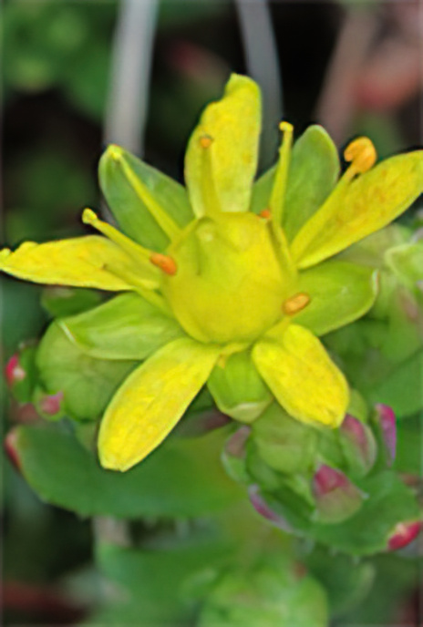 Yellow Mountain Saxifrage