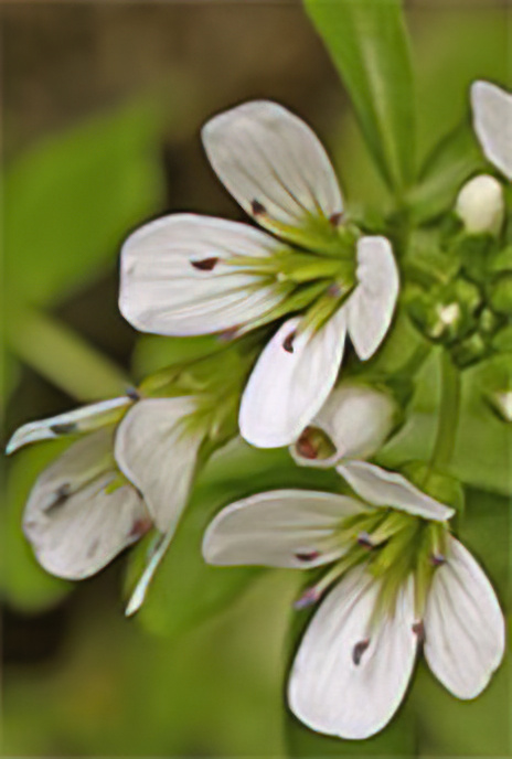 Large Bitter-cress